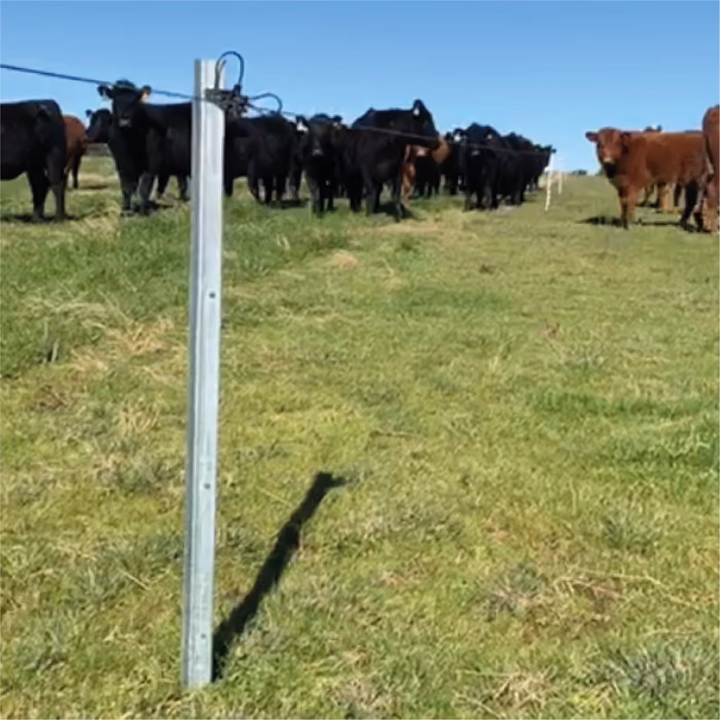 Instalación del sistema de alambrados Ecofence, fotografía 7